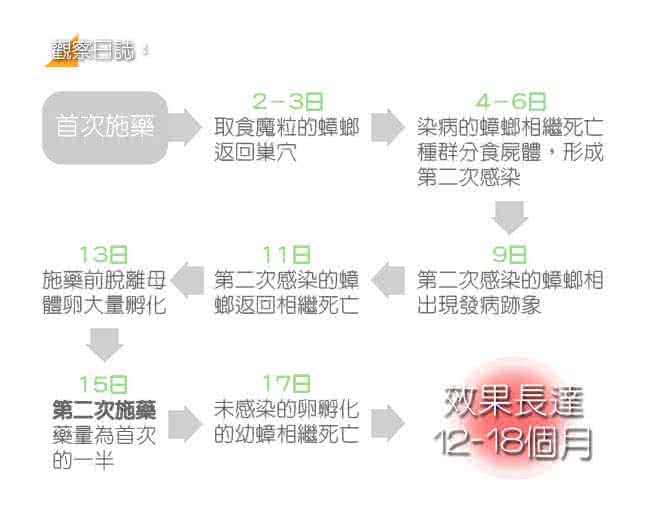 【房裡無蟑】好神奇 殺蟑魔粒 蟑螂藥 組合(15克+50克)