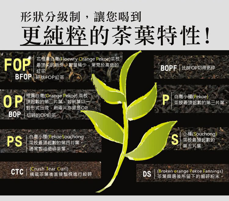 花橙黃白毫Floewry Orange Pekoe茶枝