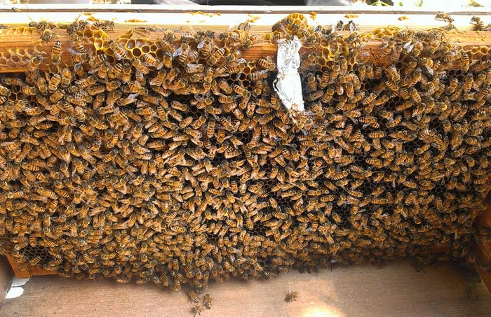 【Ecolife綠生活】正台灣龍眼花蜂蜜 800公克裝 濃純天然(2瓶一組  實實在在的好蜂蜜)