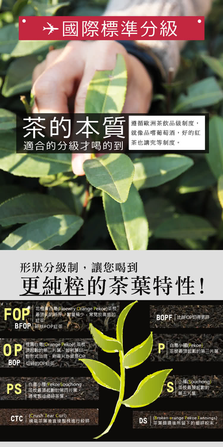 花橙黃白弯Floewry Orange Pekoe茶枝