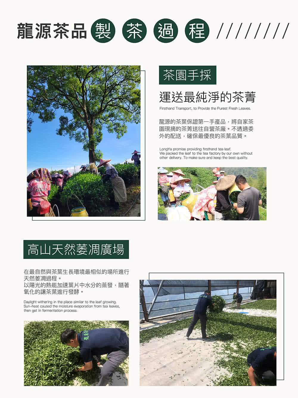 在最自然與茶葉生長環境最相似的場所進行