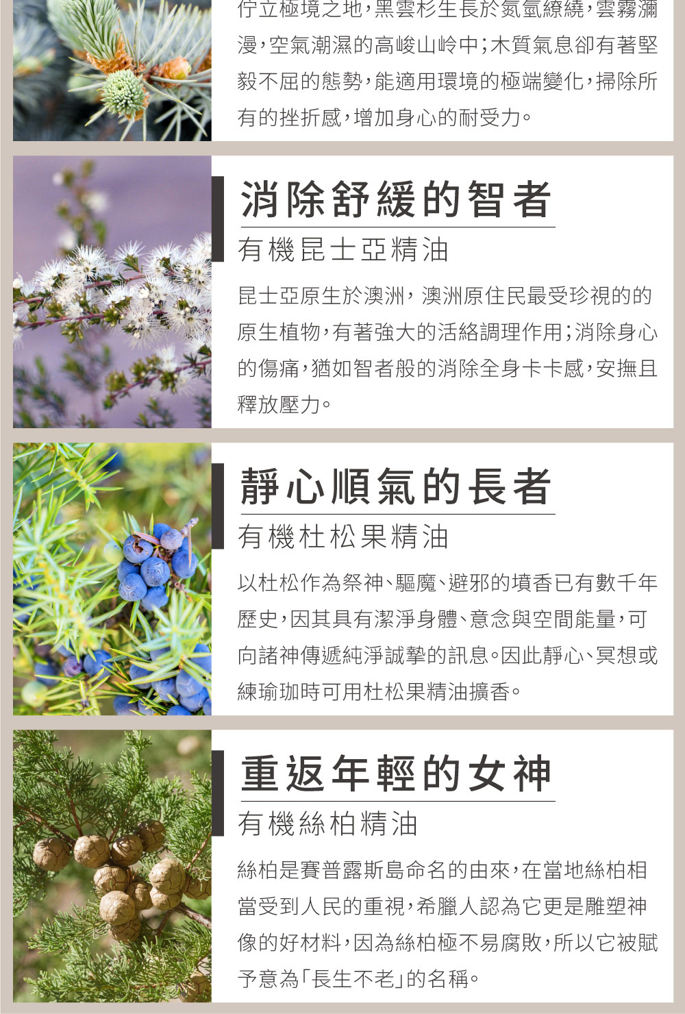 佇立極境之地,黑雲杉生長於氮氫繚繞,雲霧瀰