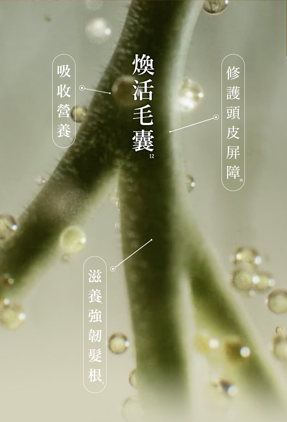 修護頭皮屏障 煥活毛囊 滋養強韌髮根 吸 收 營 養 