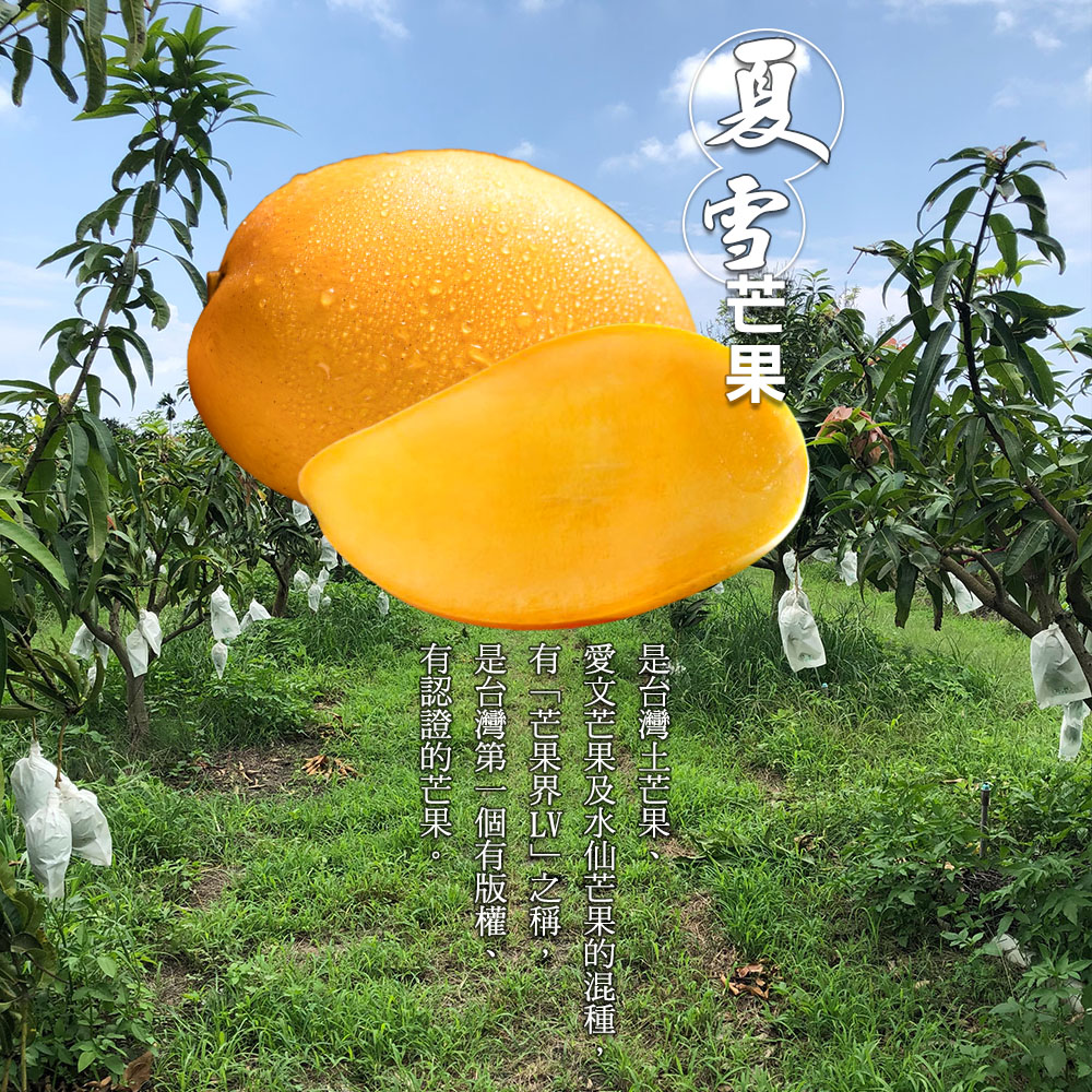 禾鴻 盛夏之金黃珍果台東夏雪芒果5斤5 8顆 共2箱 Momo購物網