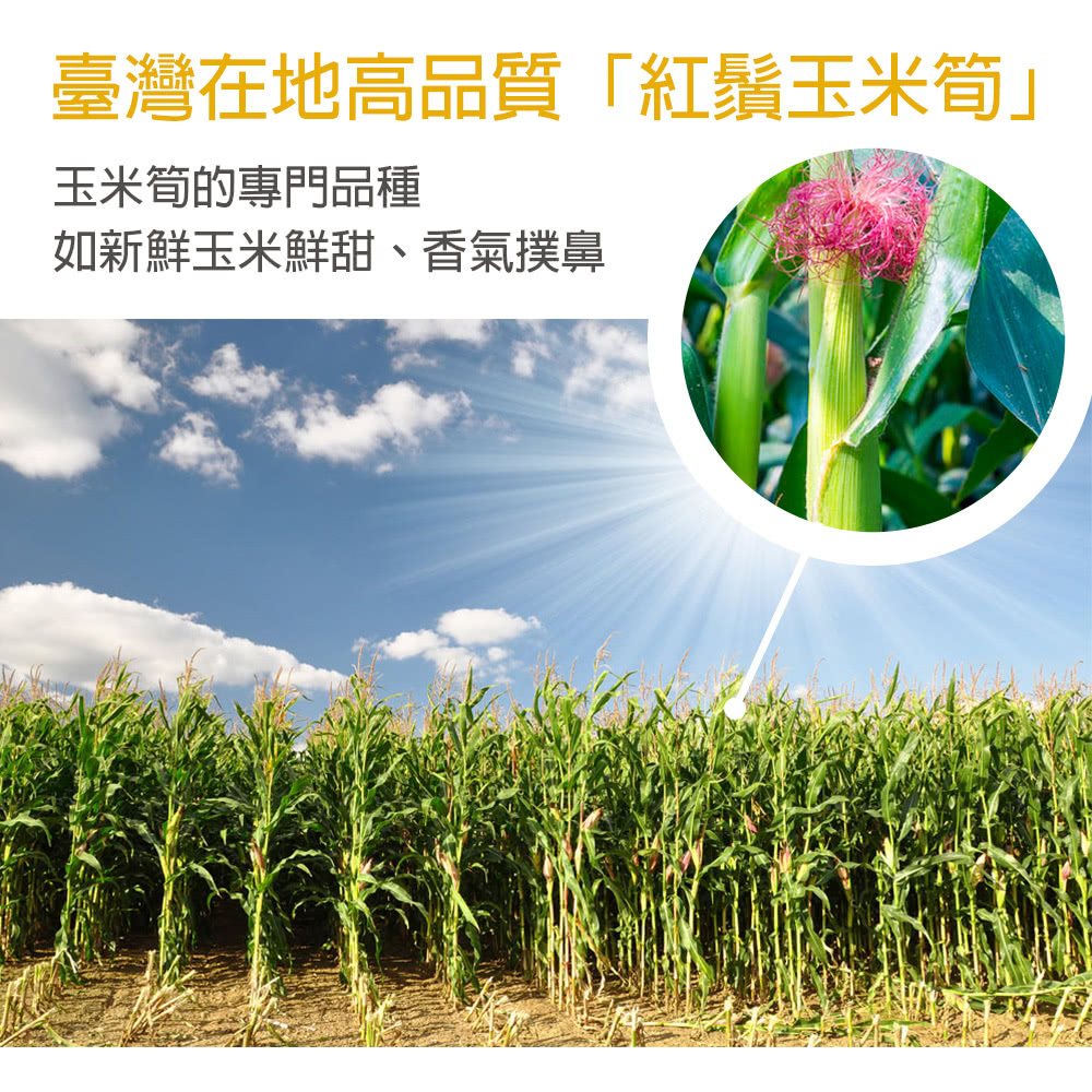 臺灣在地高品質紅鬚玉米筍 玉米筍的專門品種 如新鮮玉米鮮甜、香氣撲鼻 
