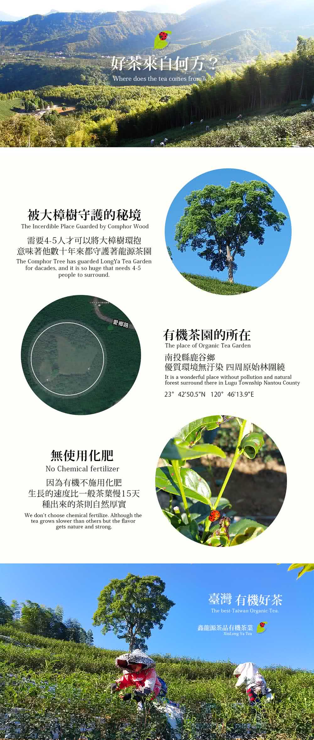 意味著他數十年來都守護著龍源茶園