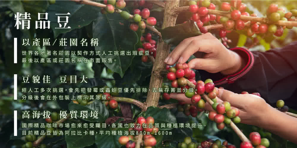 國際精品咖啡市場愈來愈受矚目,各國也致力在品質與種植環境提升。