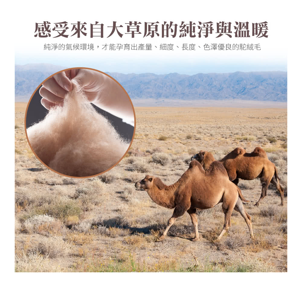 感受來自大草原的純淨與溫暖 純淨的氣候環境,才能孕育出產量、細度、長度、色澤優良的駝絨毛 