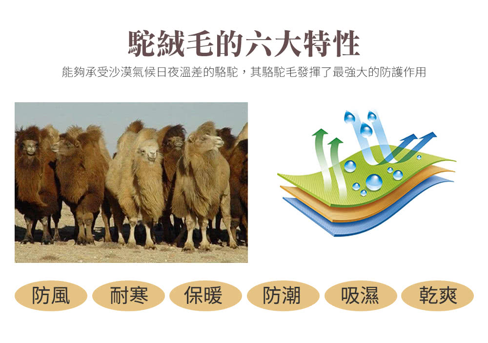 能夠承受沙漠氣候日夜溫差的駱駝,其駱駝毛發揮了最強大的防護作用
