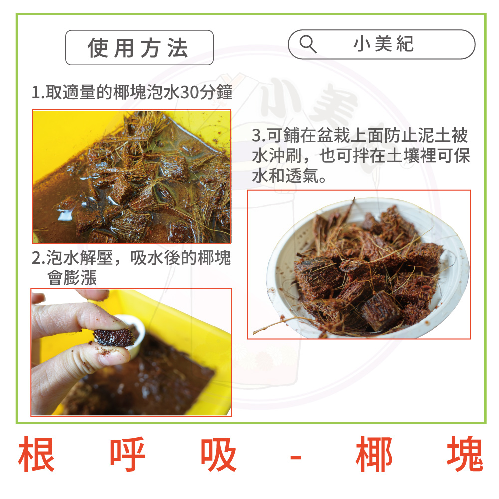 1.取適量的椰塊泡水30分鐘