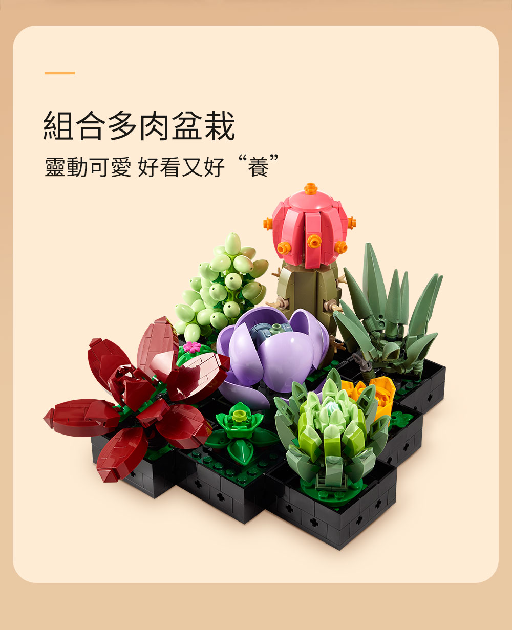 組合多肉盆栽 靈動可愛 好看又好養