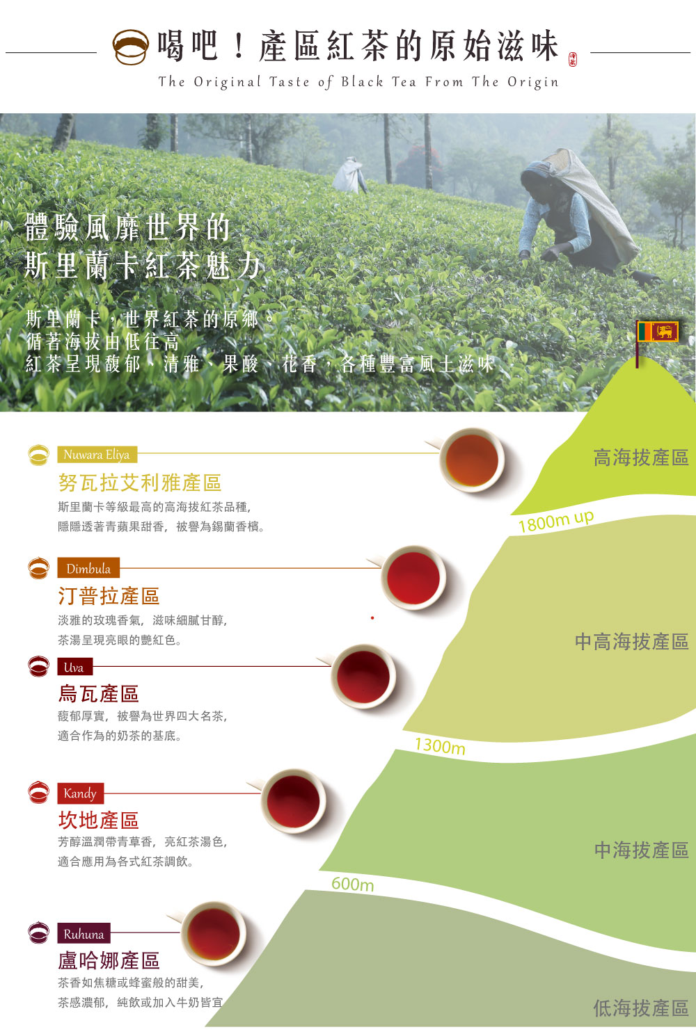 紅茶呈現馥郁,清雅、果酸、花香各種豐富風上滋味、