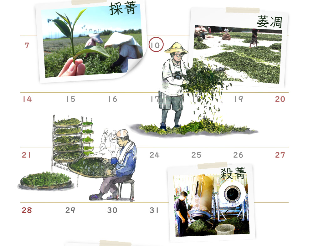 採菁 萎凋 殺菁 