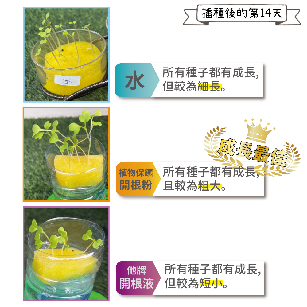 ä»ç ææç¨®å­é½ææé·,