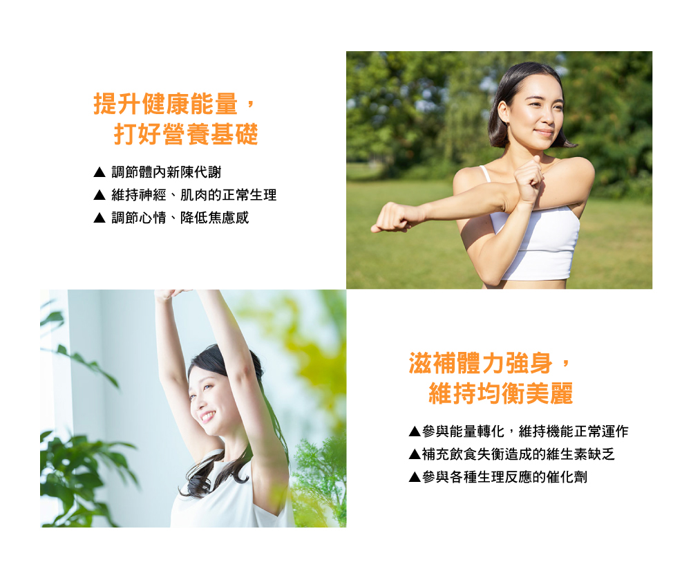 參與能量轉化,維持機能正常運作