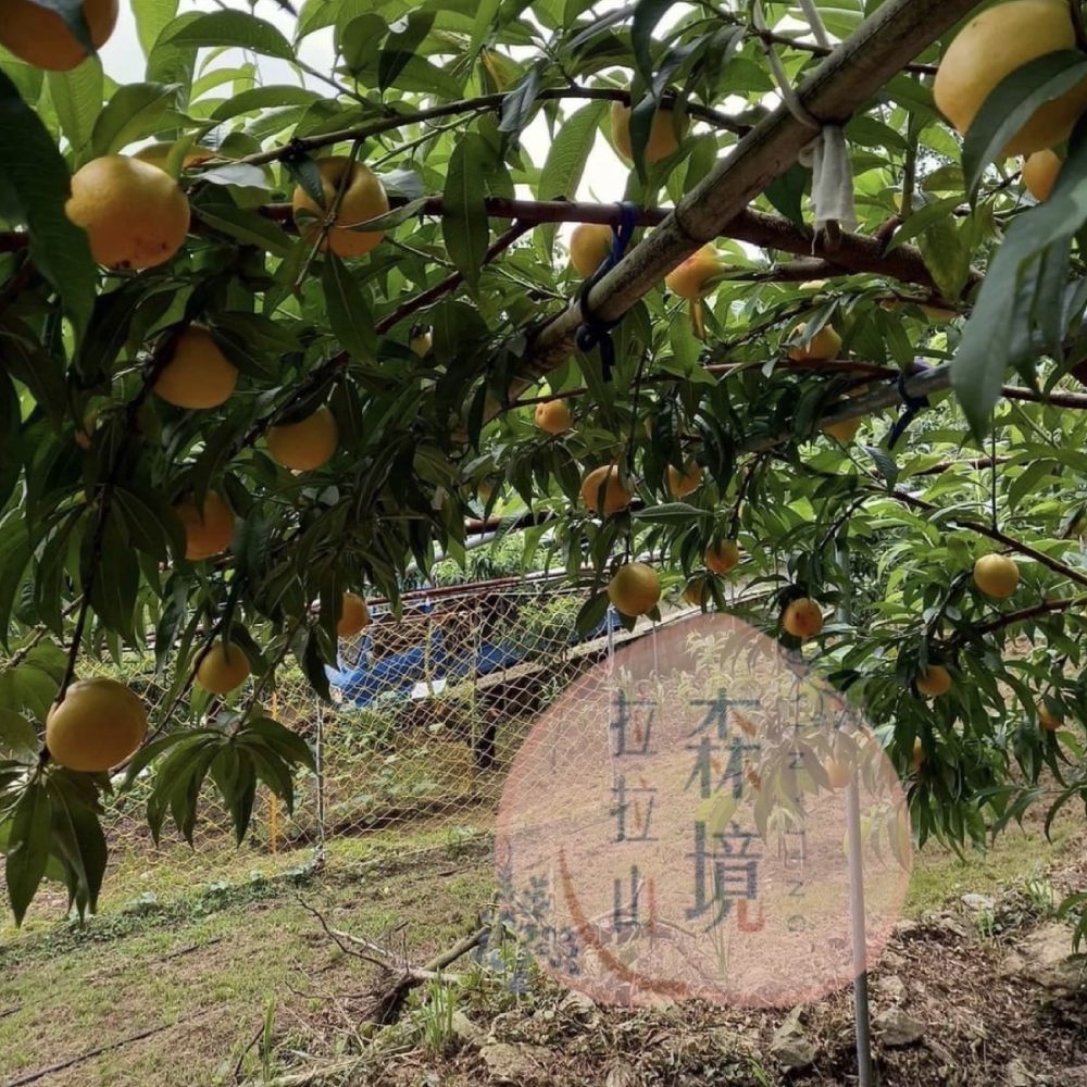 饗曜 黃金水蜜桃乾(100%原味採用拉拉山森境水蜜桃)優惠推