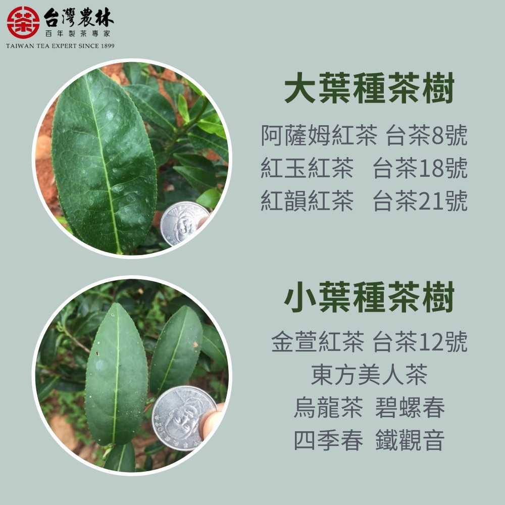 阿薩姆紅茶 台茶8號