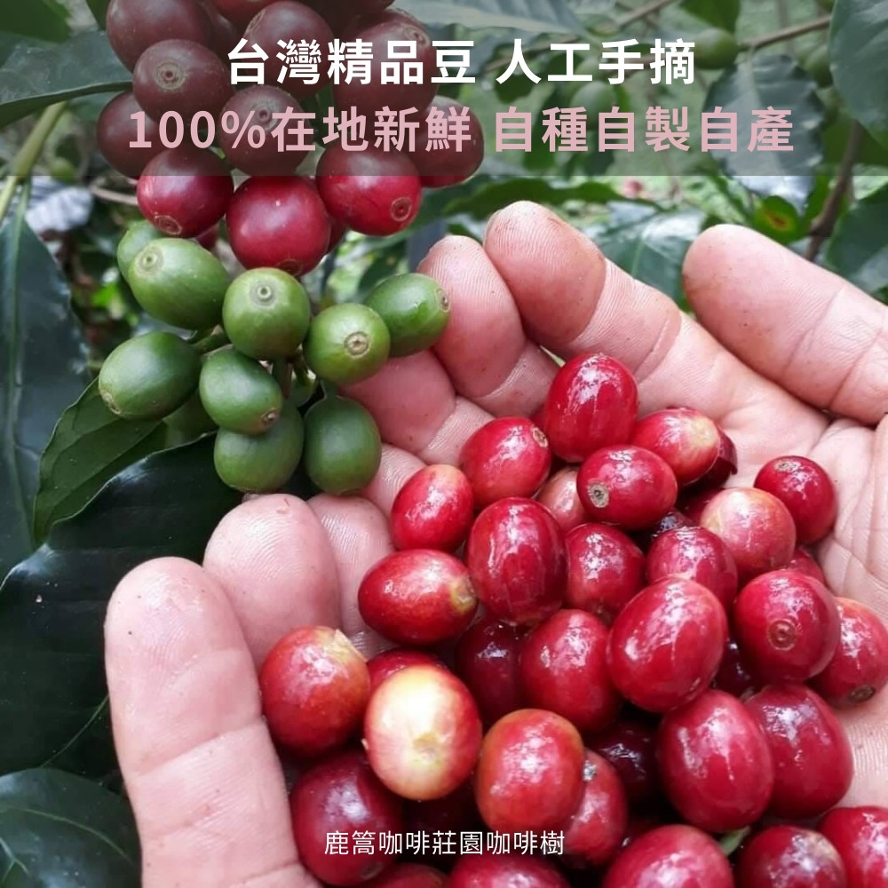 台灣精品豆 人工手摘 100%在地新鮮 自種自製自產 鹿篙咖啡莊園咖啡樹 