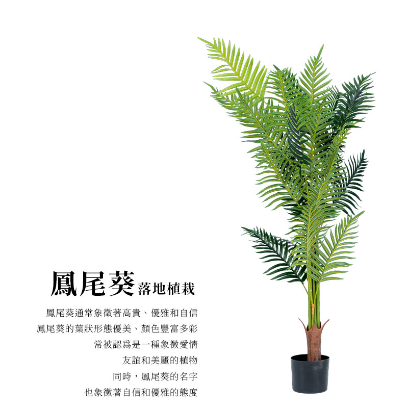 é³³å°¾èµçèçå½¢æåªç¾ãé¡è²è±å¯å¤å½©
