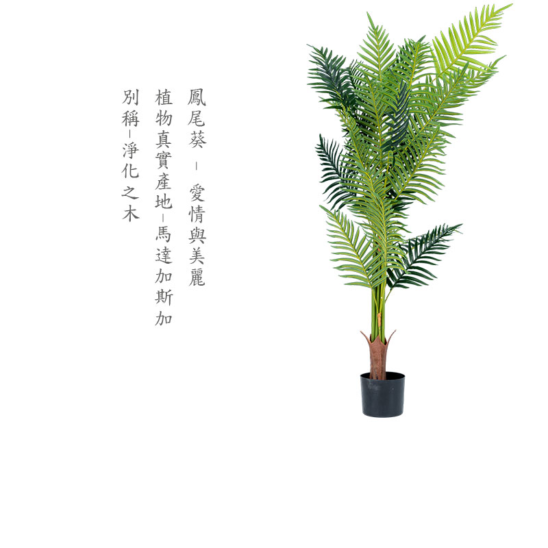 é³³å°¾èµ ææèç¾éº æ¤ç©çå¯¦ç¢å°é¦¬éå æ¯å  å¥ç¨±æ·¨åä¹æ¨ 