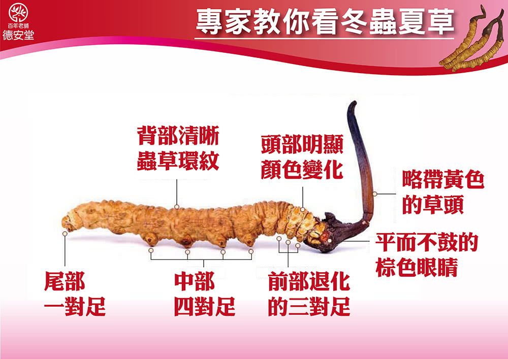 專家教你看冬蟲夏草