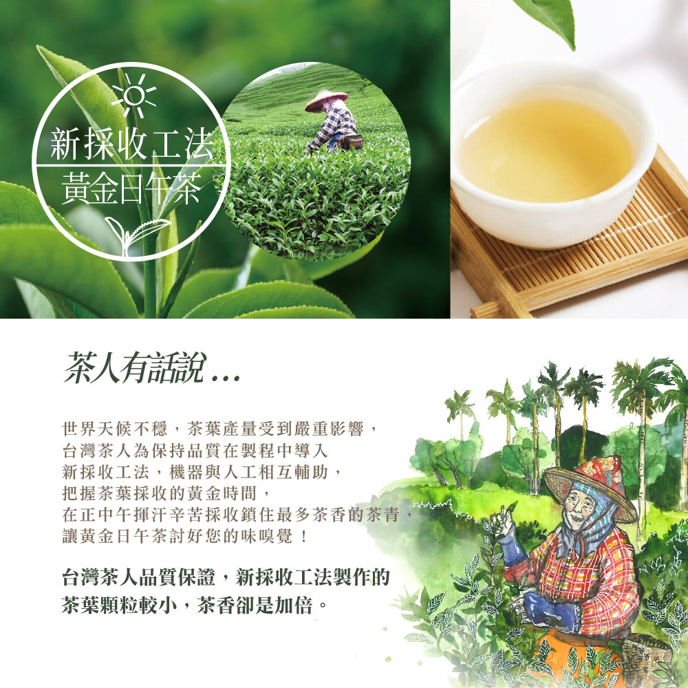 在正中午揮汗辛苦採收鎖住最多茶香的茶青