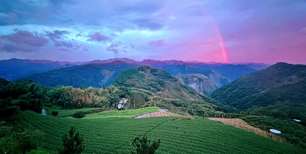 JC咖啡 台灣 阿里山 達邦村 飲山郁 水洗│淺焙 1/4磅