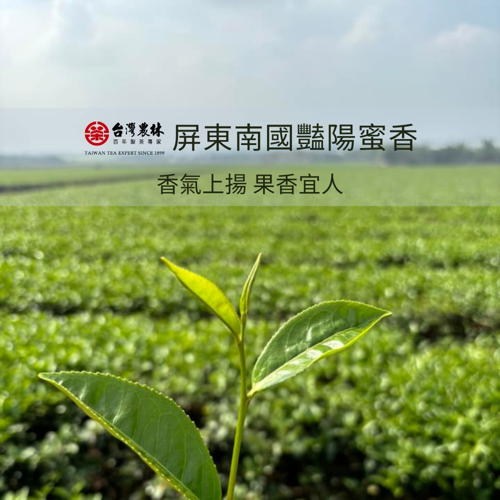台灣農林 百年製茶專家 屏東南國豔陽蜜香 香氣上揚 果香宜人 