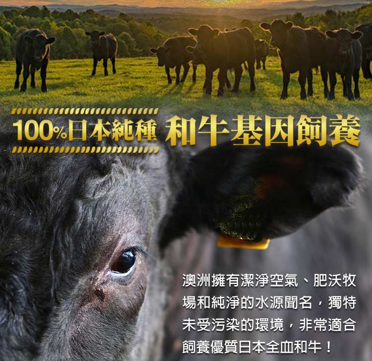 100%日本純種 和牛基因飼養 澳洲擁有潔淨空氣、肥沃牧 場和純淨的水源聞名,獨特 未受污染的環境,非常適合 飼養優質日本全血和牛 