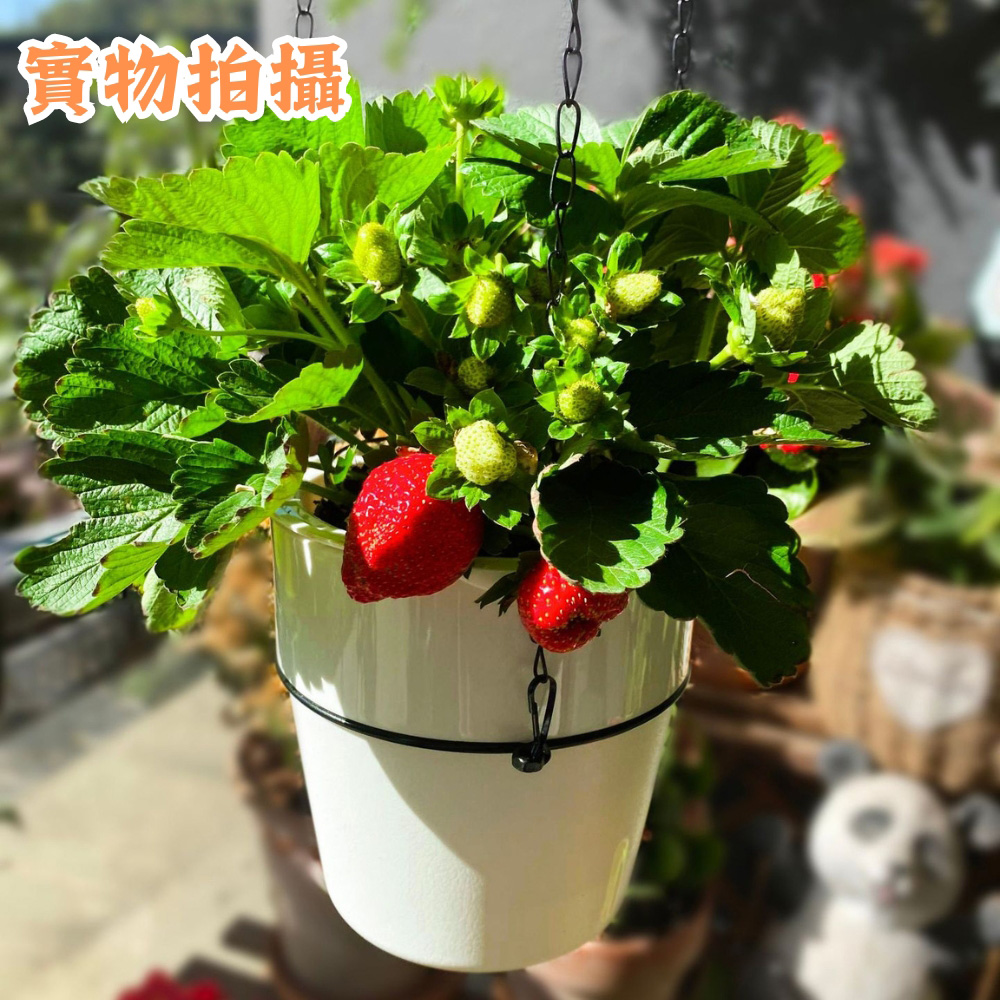 實物拍摄