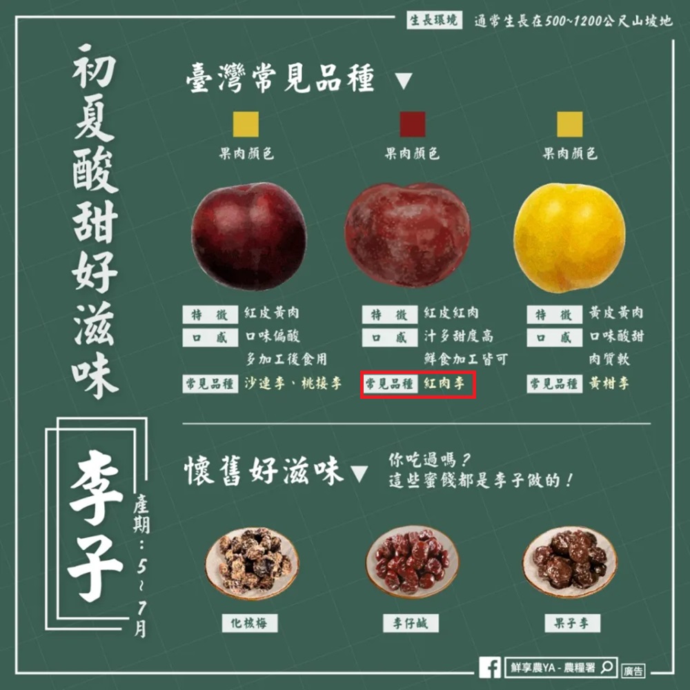 皮果家 梨山紅肉李中果 10斤/箱(西瓜李＿櫻桃蜜李) 推薦