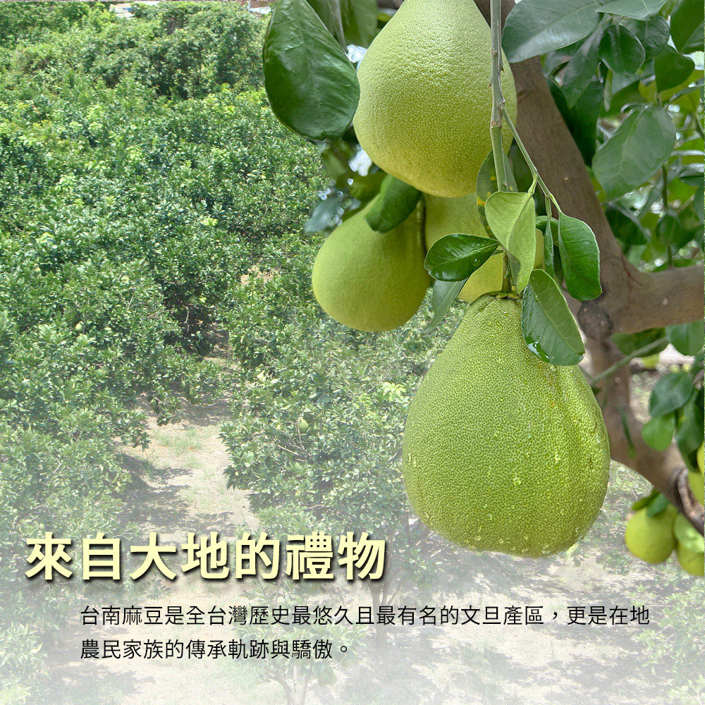 福氣柚園 台南麻豆老欉文旦禮盒5斤x4盒(4-6顆/盒_果園