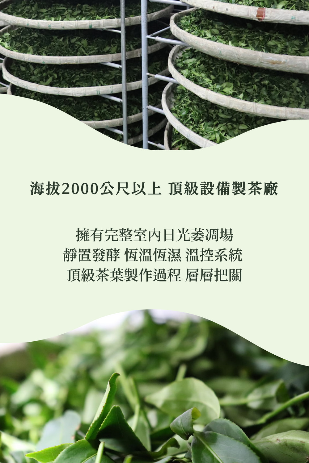 海拔2000公尺以上 頂級設備製茶廠 擁有完整室內日光萎凋場 靜置發酵 恆溫恆濕 溫控系統 頂級茶葉製作過程 層層把關 
