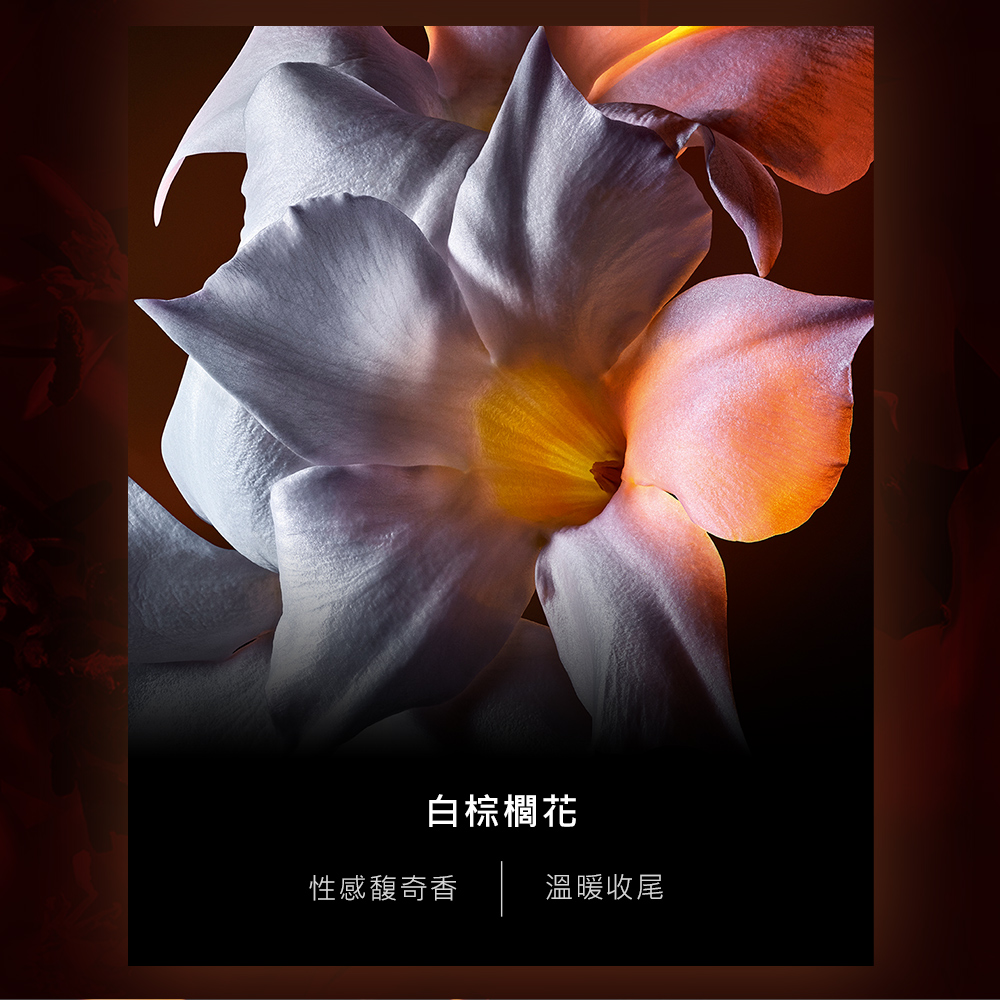 白棕櫚花 性感馥奇香 溫暖收尾 