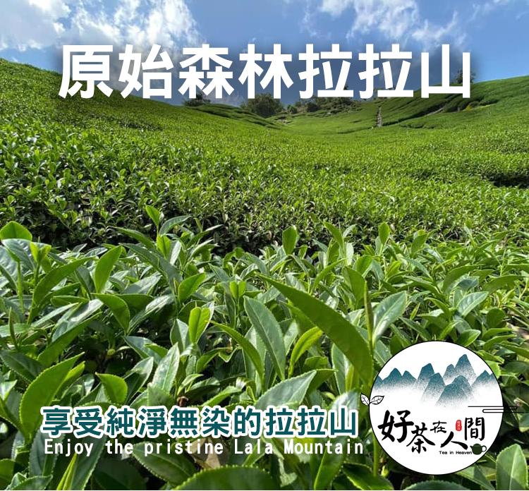 好茶在人間 知書知禮拉拉山果甜清香烏龍茶伴手禮盒(150g/