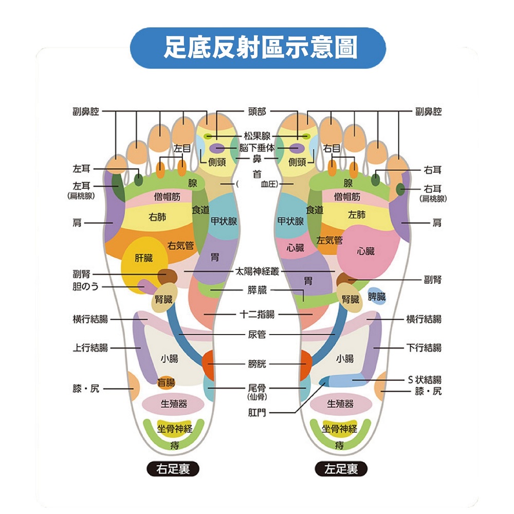 足底反射區示意圖