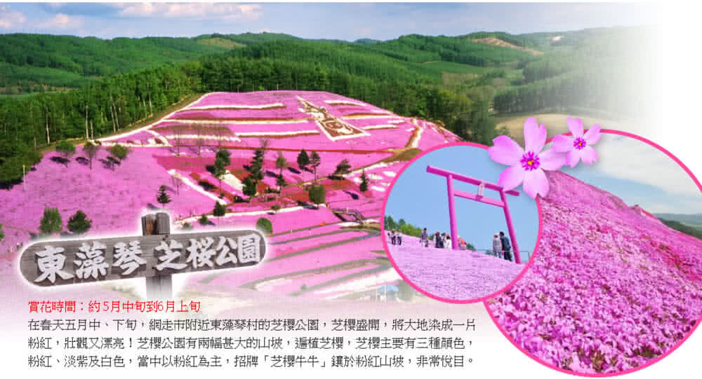 喜鴻假期 【星櫻浪漫北海道5日】星野TOMAMU、芝櫻公園、