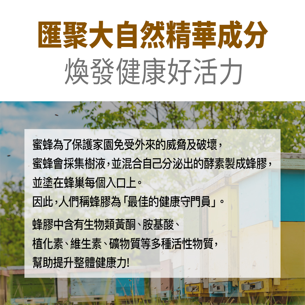 蜜蜂會採集樹液,並混合自己分泌出的酵素製成蜂膠,