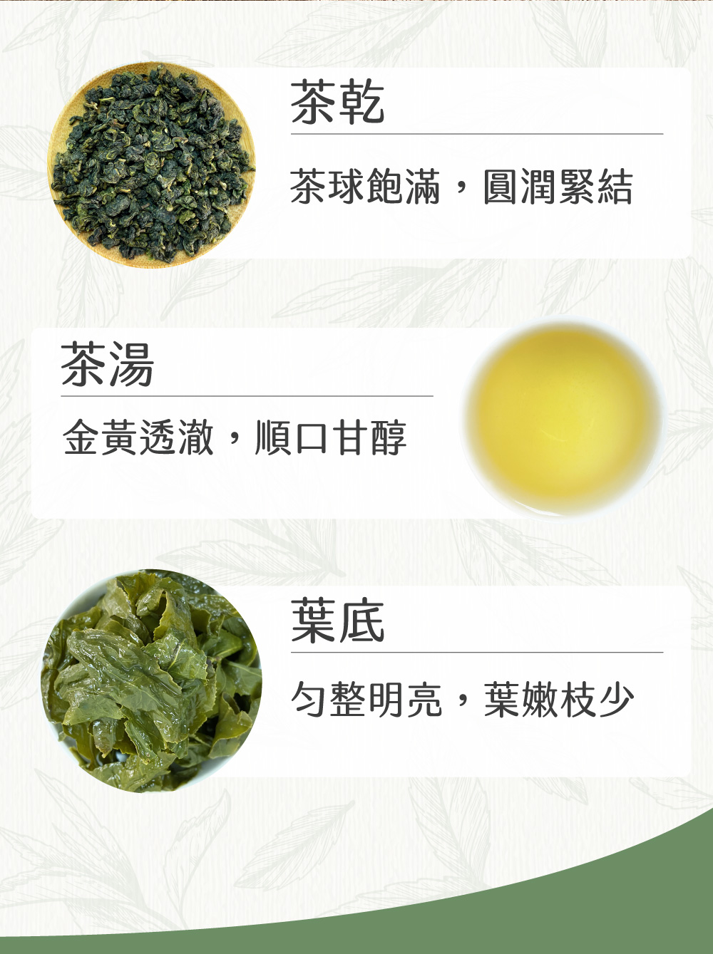 茶球飽滿,圓潤緊結