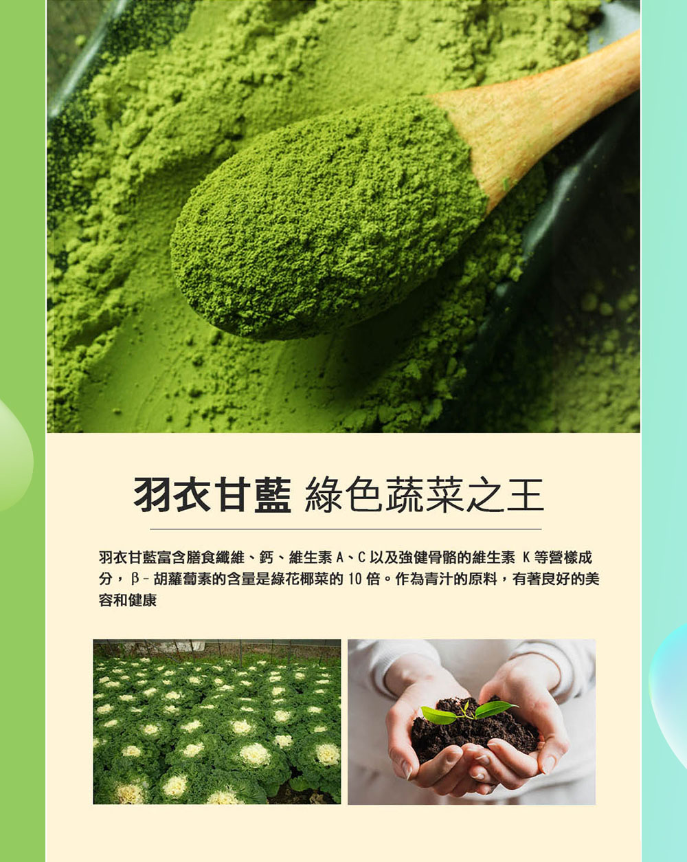 羽衣甘藍 綠色蔬菜之王 羽衣甘藍富含膳食纖維、鈣、維生素A、C以及強健骨骼的維生素K等營樣成 分,胡蘿蔔素的含量是綠花椰菜的10倍。作為青汁的原料,有著良好的美 容和健康 