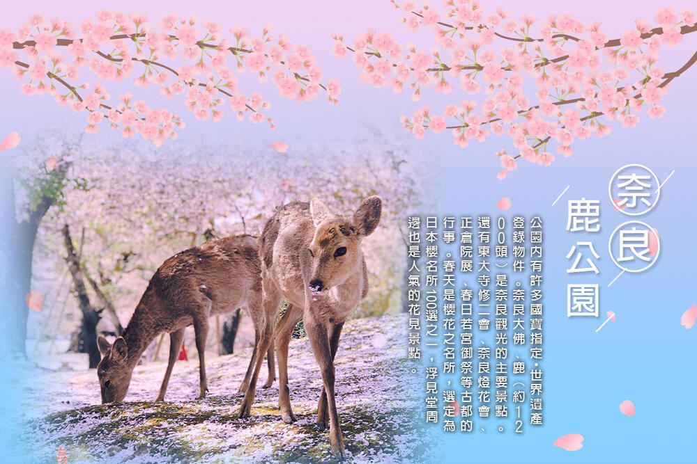 吉航旅遊 精緻假期~京阪神奈良賞櫻天橋立伊根舟屋有馬溫泉螃蟹