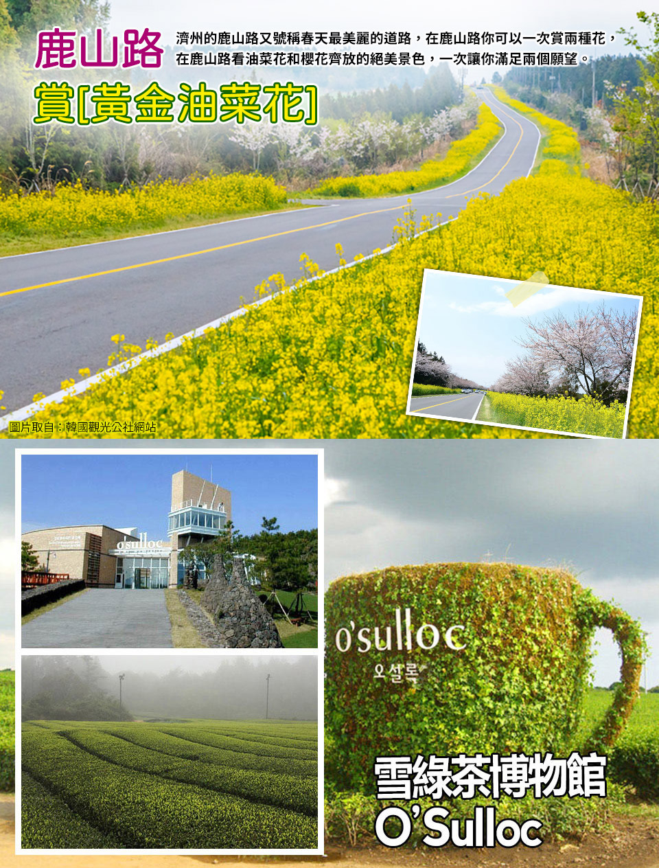 3月~6月出發↘ 威瘋享玩濟州五日~跆拳武藝秀、騎駱駝、泰迪