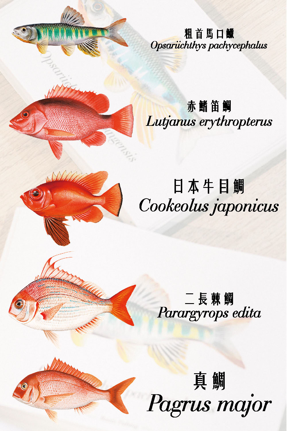 ç²é¦é¦¬å£é±² èµ¤é°­ç¬é¯ æ¥æ¬çç®é¯ äºé·æ£é¯ çé¯ 