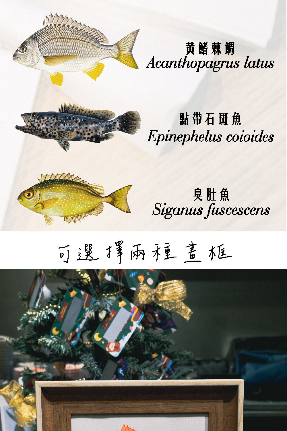 é»é³æ£é¯ é»å¸¶ç³æé­ è­èé­ å¯é¸æå©ç¨®ç«æ¡ 
