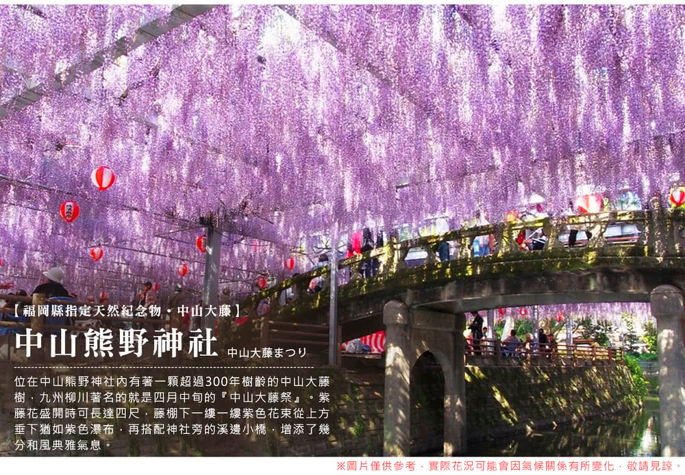 喜鴻假期 【高雄出發．紫愛九州海陸空５日】夢幻紫藤、熊本高速