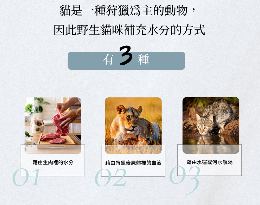 因此野生貓咪補充水分的方式