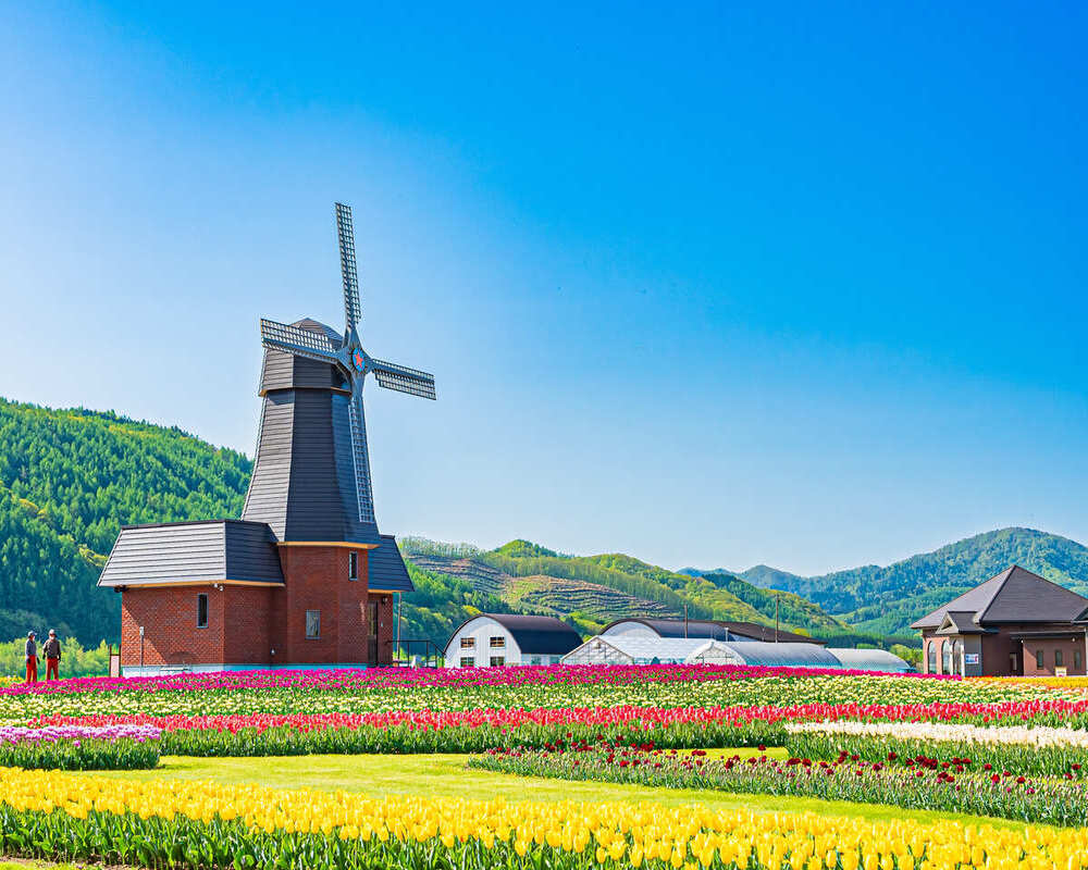 吉航旅遊 精緻假期北海道道東芝櫻鬱金香東藻琴芝櫻公園丹頂鶴自