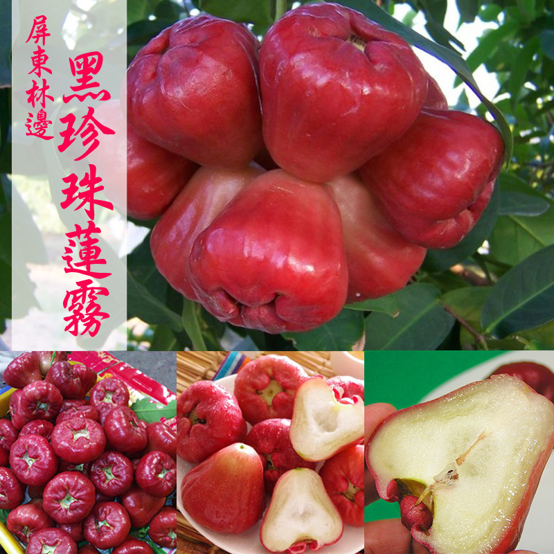 產地直送 屏東林邊黑珍珠蓮霧4台斤X4箱/精裝版(20-26