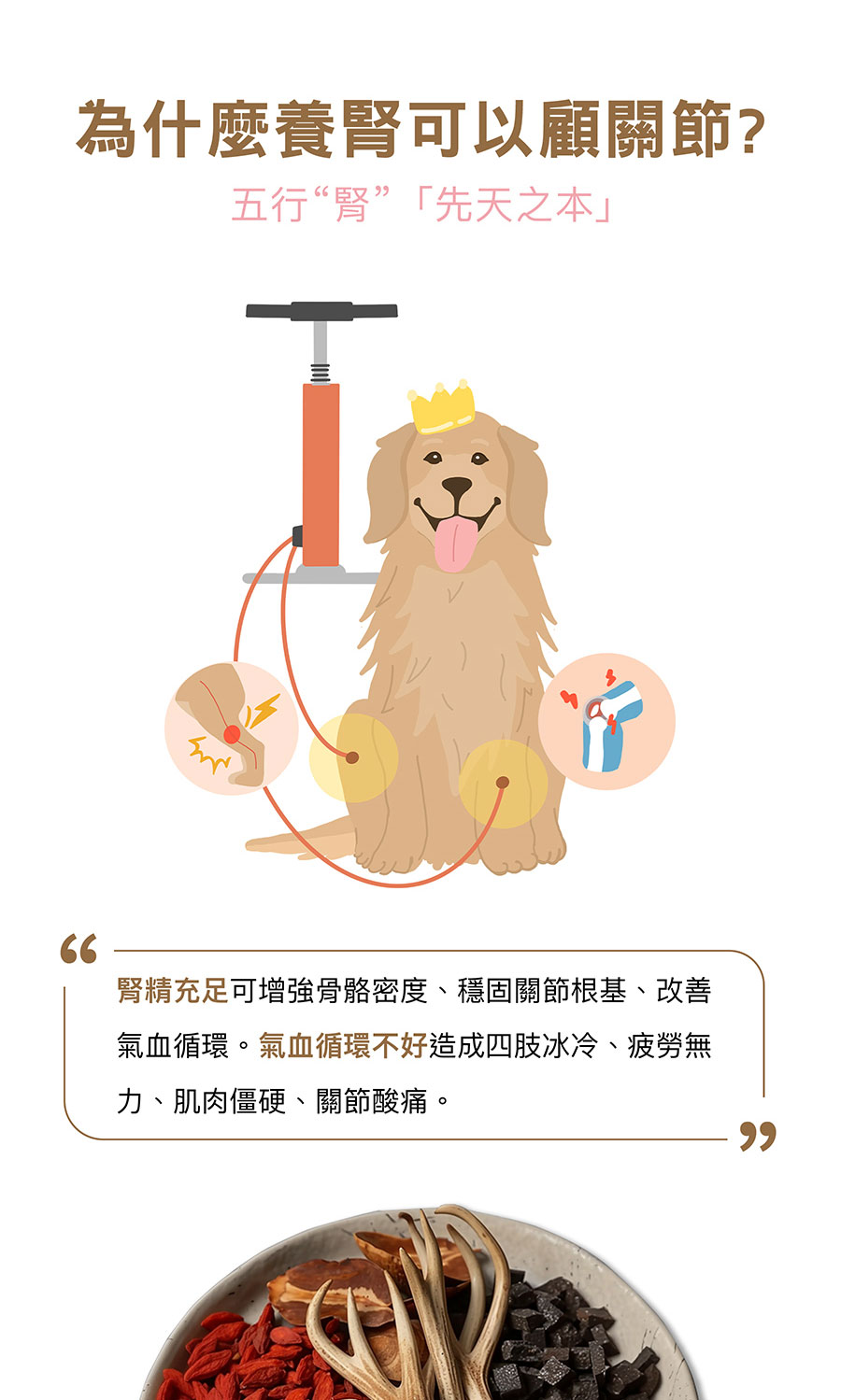 為什麼養腎可以顧關節 五行腎先天之本 腎精充足可增強骨骼密度、穩固關節根基、改善 氣血循環。氣血循環不好造成四肢冰冷、疲勞無 力、肌肉僵硬、關節酸痛。 