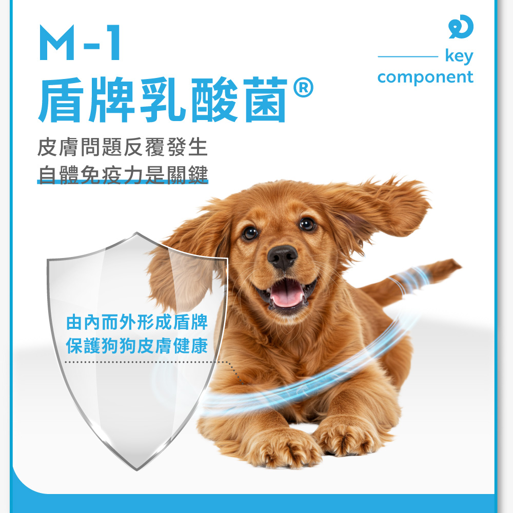 盾牌乳酸菌 皮膚問題反覆發生 自體免疫力是關鍵 由內而外形成盾牌 保護狗狗皮膚健康 